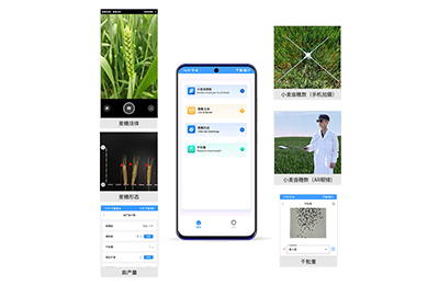 咸宁市小麦亩穗数分析仪IN-XM02